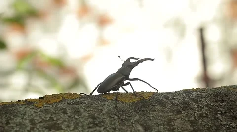 Lucanus Or Stag Beetle Crawling On A Branch 動画素材 50356417