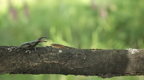 Lucanus Or Stag Beetle Crawling On A Branch 動画素材 50356547