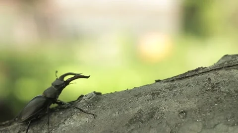 Lucanus Or Stag Beetle Crawling On A Branch 動画素材 50442508