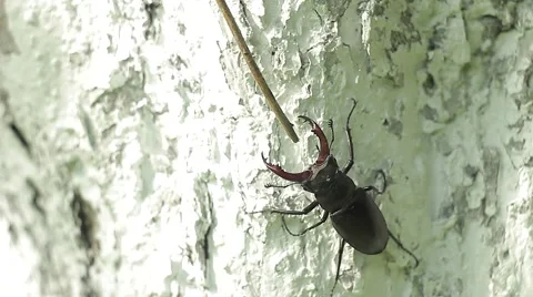 Lucanus Or Stag Beetle Crawling On A Branch 動画素材 50442519