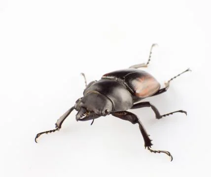Lucanus Stock Photos