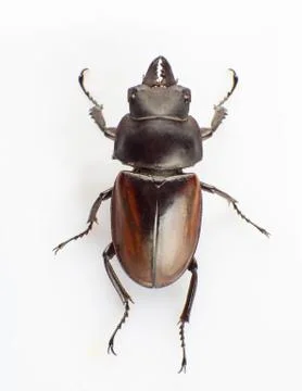 Lucanus Stock Photos