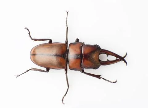 Lucanus Stock Photos