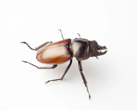 Lucanus Stock Photos