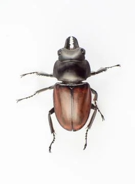 Lucanus Stock Photos