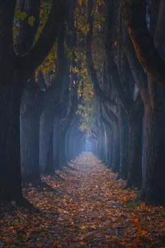 Lucca, autumn foliage in tree lined walkway. Tuscany, Italy. Stock Photos