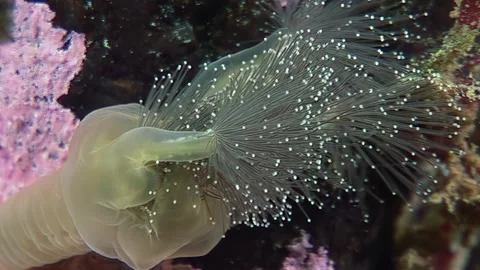 Lucent Stalked Jellyfish in the Arctic's Cold Depths of the Ocean Stock Footage 327015363