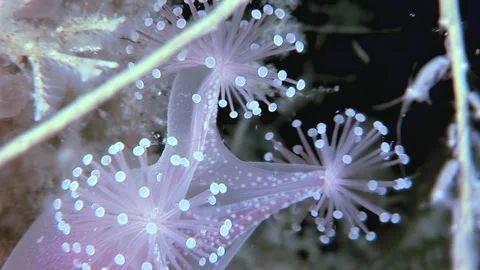Lucent Stalked Jellyfish Thrives in Arctic Underwater Ecosystem Stock Footage 327015404