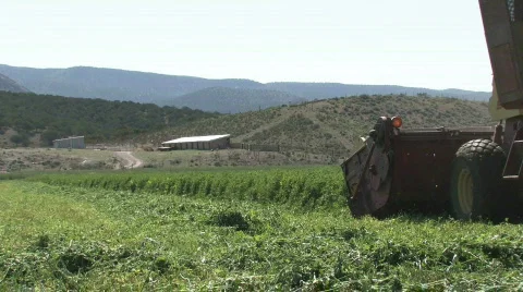 Lucern cutting away close M HD Stock Footage 138294