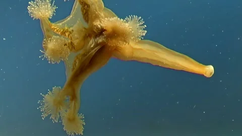 Lucernaria Jellyfish in Unique Perspective Stock Footage 276138019
