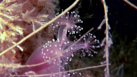 Lucernaria quadricornis underwater in White Sea Stock Footage