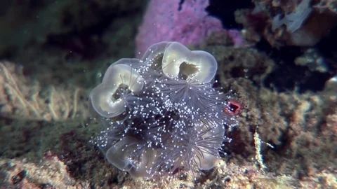 Lucernaria quadricornis underwater in White Sea. Stock Footage