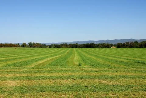 Lucerne Field Stock Photos