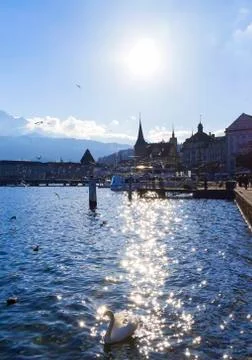 Lucerne Stock Photos