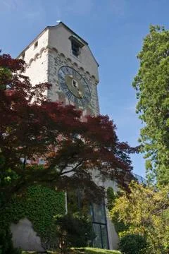 Lucerne Stock Photos