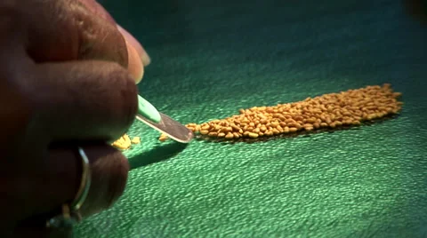 Lucerne seeds Stock Footage 27345043