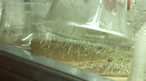 Lucerne seeds in a lab Stock Footage 27345690
