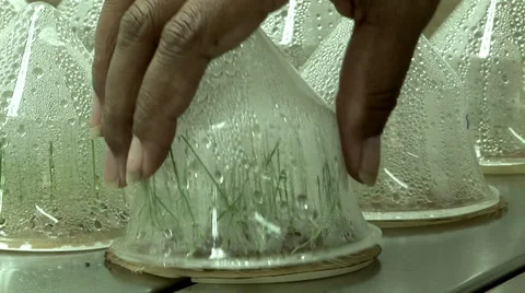 Lucerne seeds in a lab Stock Footage 27345875