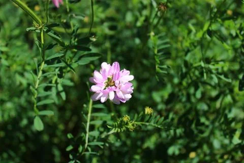 Lucerne in the summer in a meadow Stock Photos
