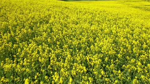 Lucid dream like fly though in vibrant yellow flower vast field Stock Footage 244779506