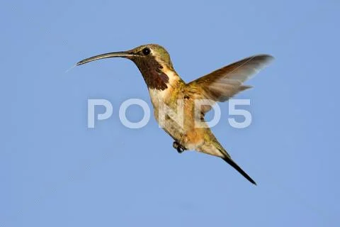 Lucifer hummingbird (calothorax lucifer) Stock Photos