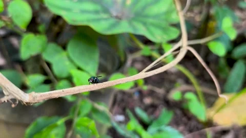 Lucilia sericata Vidéo 329496978