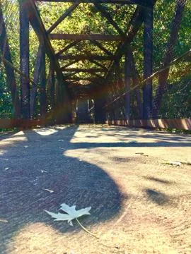 Luck of the Maple Stock Photos