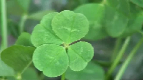Lucky 4 leaf clover Stock Footage 3208901
