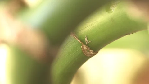 Lucky Bamboo green Stem (Macro) Video stock 85973807