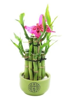 Lucky bamboo 写真素材