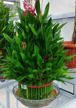 The lucky bamboo Stock Photos