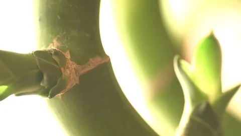 Lucky Bamboo Stem and young Inflorescence (Macro) Video stock 85963384