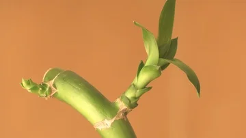 Lucky Bamboo Stem and young Inflorescence Video stock 85965601