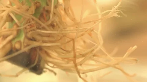 Lucky Bamboo Stem with Roots dunked in Water (Macro) Video stock 85966577