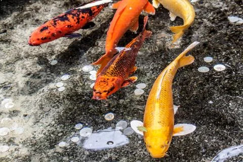 Lucky Carp Foto stock