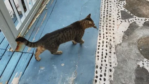 Lucky cat 動画素材 158572549