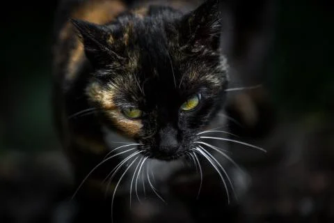 Lucky cat Stock Photos