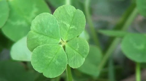 Lucky clover Stock Footage 3218258