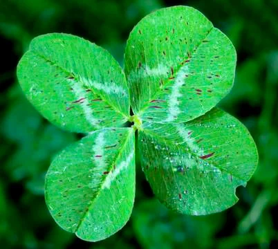 Lucky clover Stock Photos