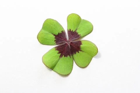 Lucky clover on a white background Stock Photos