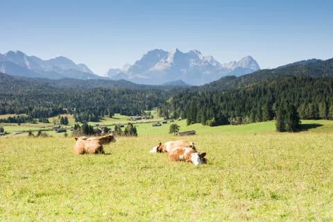 Lucky Cows Stock Photos