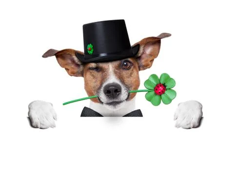 Lucky dog Foto stock