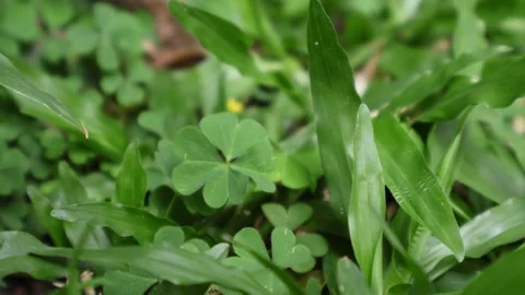 Lucky Four-leaf Clover Among Many Shamrock Leaves on Grass Field Stock Footage 309409383