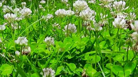 Lucky Four Leaf Clover in a Field of Clovers.  Stock Footage 243183729