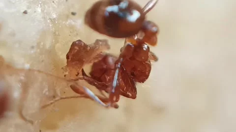 Lucky red ant Stock Footage 236333614