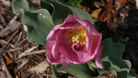 Lucky tulip Stock Footage 11123159