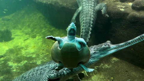 Lucky turtle between crocodiles. Stock video clip. 4K. Stock Footage 233209084