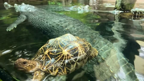 Lucky turtle between crocodiles. Stock video footage. 4K. Stock Footage 233210258