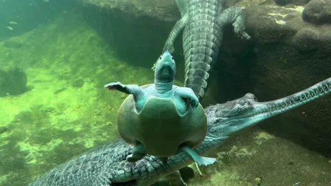 Lucky turtle between crocodiles. Stock video footage. 4K. Stock Footage 233210385