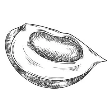 Lucuma cut fruit sketch, vector engraved hand drawn ripe berry slice, eggfruit Stock Illustration